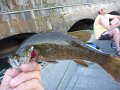 Average size smallmouth